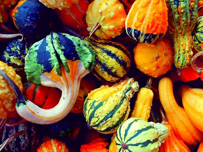 Small Gourd Mix Seeds to Grow | 25+ Seeds | Grow Your Own Fall Decor