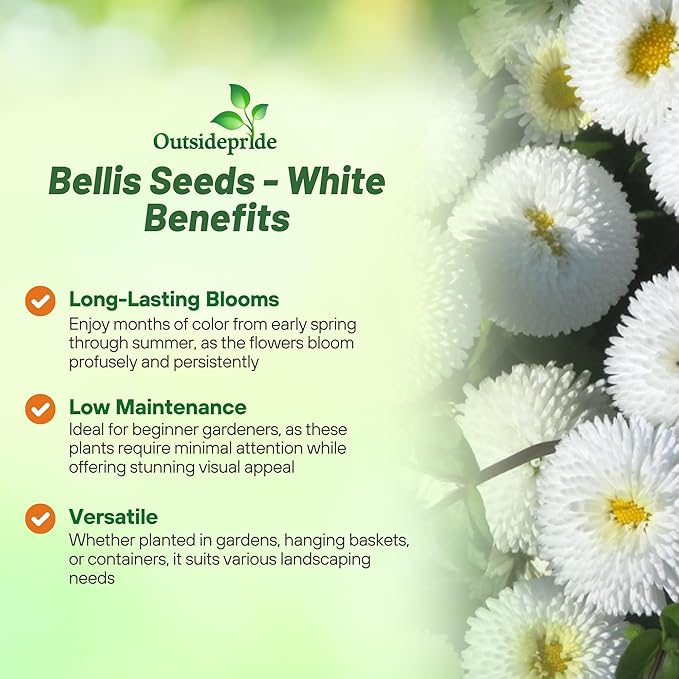 Outsidepride White Bellis English Daisy Seeds for Planting - 10000 Pcs Biennial, Self-Seeding, Compact Flower Seeds with Button-Like Blooms, Ideal for Container Arrangements, Beds & Garden Borders