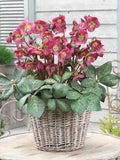 Perennial Farm Helleborus Frostkiss® Anna's Red No. 1