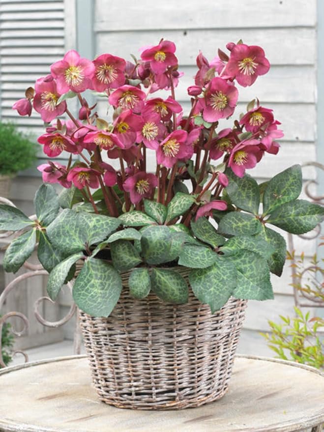 Perennial Farm Helleborus Frostkiss® Anna's Red No. 1