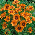 Outsidepride 2000 Seeds Annual Ursinia Anthemoides Orange Flower Seeds for Planting