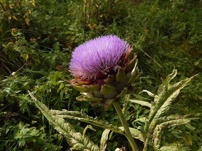 Seeds Purple of Romagna Globe Artichoke Vegetable for Planting Non GMO