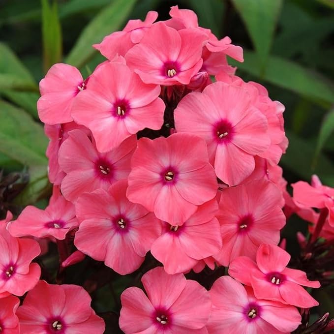 1000+ Phlox Seeds for Planting - Phlox Popstars Seeds Perennial Ground Cover Plants- Annual Flower for Home Garden