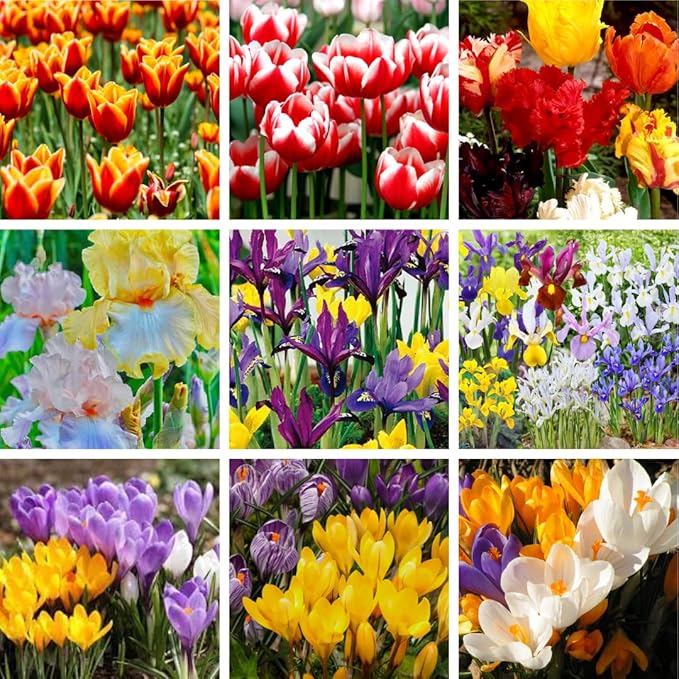 30 Mix Flower Spring Bulb Pack - Assorted Daffodils, Hyacinths and More, Easy to Plant, Colorful Hardy Perennial Vibrant Spring Blooms, Mix Flower Bulbs, Assorted Bulbs for Gardens, Borders