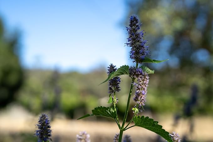 Plant Good Seed Korean Licorice Mint Seeds for Planting: Perennial Herb, Purple Flowers - 50 Seed Packet