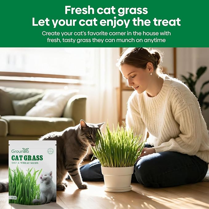 Cat Grass Seeds, 16 OZ, Grown in The USA for Indoor Cats, Non-GMO, 1 Pound