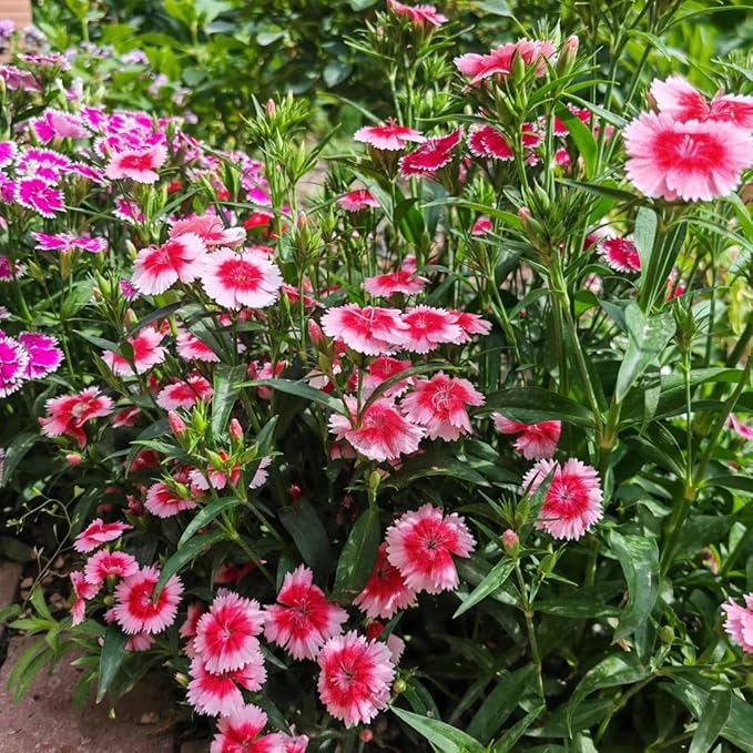 Mixrug Mix Sweet William Dianthus Seeds for Planting, 5000+pcs Rare Perennial Creeping Dianthus barbatus Flower Seeds Non-GMO Heirloom Rare Plants, Open Pollinated Beauty Home Garden for Outdoors