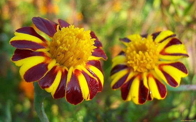 NIKA SEEDS - Seeds Flowers French Marigold Majestic Annual - 100 Seeds