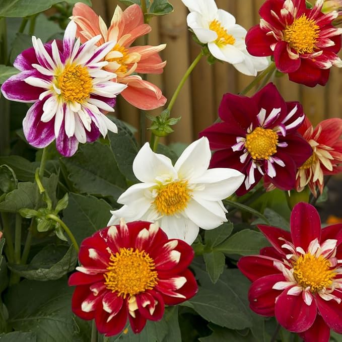 100 X Mixed Dwarf Dahila Seeds for Planting Outdoor Grow Flowers in Pots Basket Gardens Multicolor Flowers Seeds