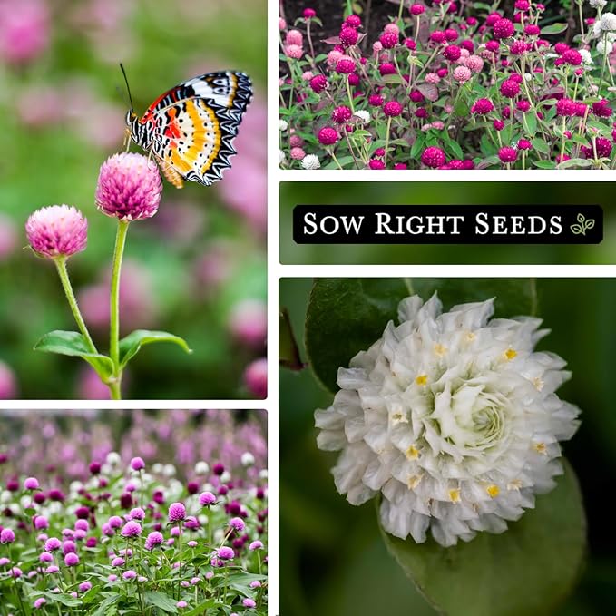 Sow Right Seeds - Tall Mixed Globe Amaranth Seeds for Planting - Non-GMO Heirloom Packet with Instructions to Grow an Outdoor Home Flower Garden - Gomphrena Pompom Flowers in Red, Pink, White (3)