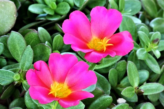 Purslane Large Flower Seed Mix Portulaca Grandiflora Rose Moss Succulent Seeds for Planting 1000+ Seeds