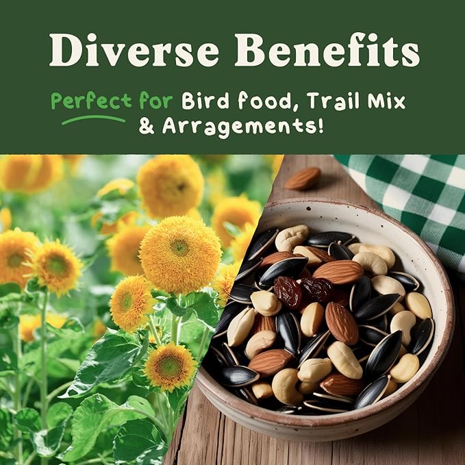 Seedboy Sungold Teddy Bear Sunflower Seeds for Planting Indoor and Outdoor, Non-GMO and USDA Certified Flower Seed Packet for Hydroponic Garden Indoor or Planting Outdoor (Teddy Bear Sunflower)
