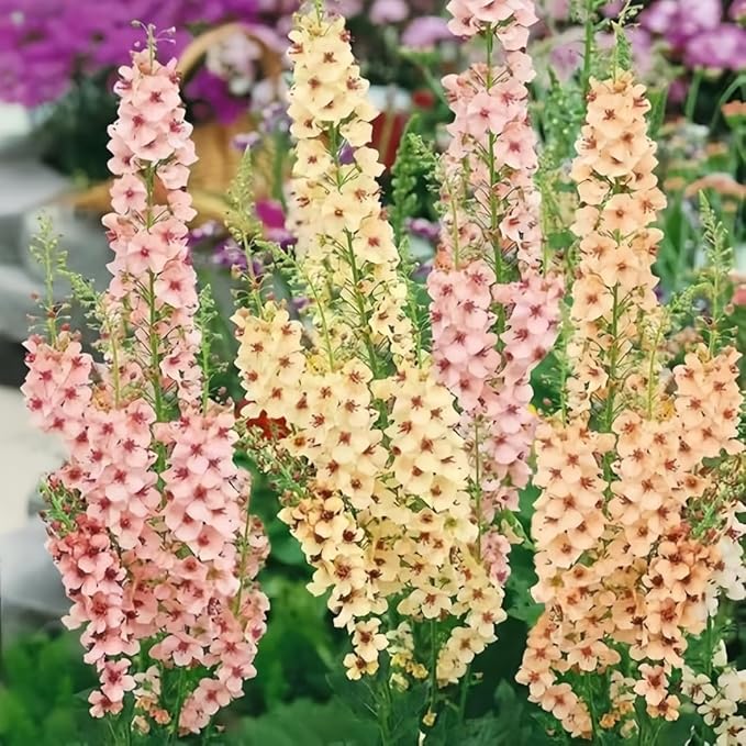 300pcs Verbascum Flower Seeds - Hardy Perennial, Non-GMO Premium Quality, Easy to Plant & Thrive, Stunning Blooms for Outdoor Gardens, Borders & Landscaping