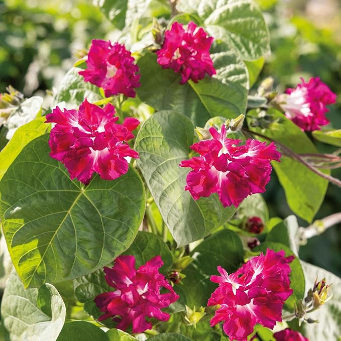 Eden Brothers Morning Glory Seeds - Japanese Ruffled, Non-GMO Seeds for Planting, 1 oz | Low-Maintenance Flower Seeds, Plant During Spring, Zones 1, 2, 3, 4, 5, 6, 7, 8, 9, 10