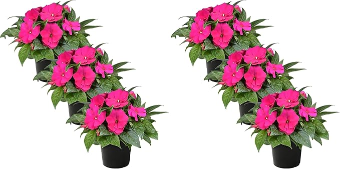 Live New Guinea Impatiens Plant - Shades of Pink (3 Plants Per Pack) - Beautiful Flowering Shade Flowers - 12" Tall by 5" Wide in 1 Qt Pot (Pack of 2)
