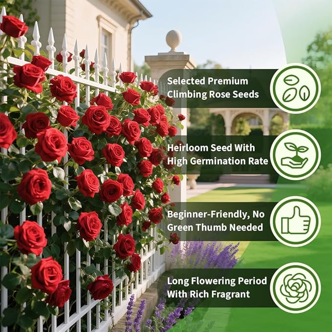 200+ Red Climbing Rose Seeds for Planting Outdoors Ornamental Climbing Flowers Rosa Bush Vine Climber Long-Blooming