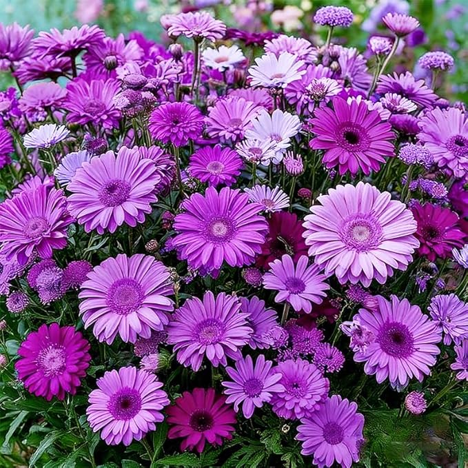 300+ Mixed Perennial African Daisy Seeds for Planting - Beautiful Osteospermum Daisy Plant in Your Home Flower Garden - Non-GMO Heirloom Variety