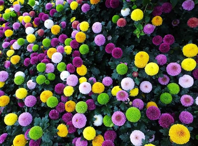 100PCS Mixed Color Pompon Chrysanthemum Seeds Pompon Mum Courtyard Flower Seeds