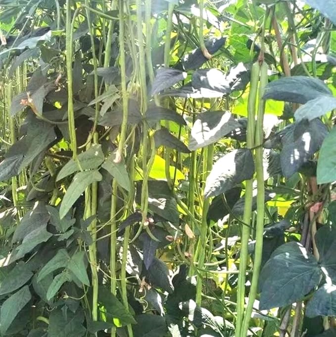 30PCS Yard Long Bean Seeds Heat Tolerant Non-GMO Heirloom Seeds