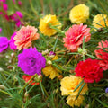 10000+ Portulaca Grandiflora Moss Rose Seeds Mixed Color Spreading for Planting Mexican Sun Rose Rock ROS Heat & Drought Tolerant Ground Cover Plant