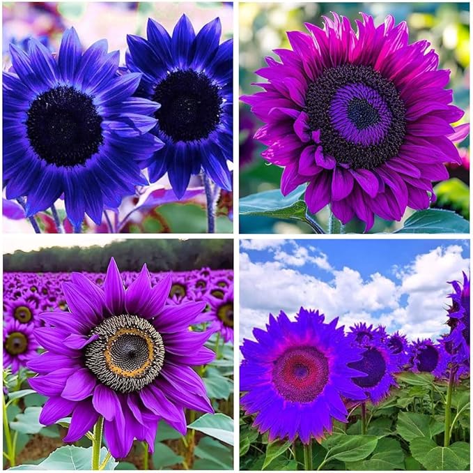 200+ Perennial Sunflower Flower Seeds for Planting Attracts Butterflies & Bees Heirloom Non-GMO