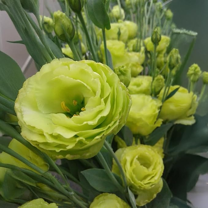Park Seed Lisianthus Flowering Planting Seeds, Easy to Grow, Variety of Colors and Sizes, Spring Garden, Rosanne 2 Clear Green, Pack of 25