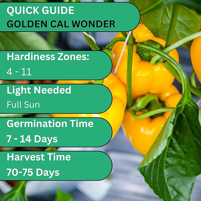 Woods Creek Seeds: Golden Cal Wonder Sweet Pepper Seeds for Planting - Non-GMO and Heirloom Bell Pepper Seeds for Planting Outdoors or Indoors for Home Plant Gardens - Sweet Golden Bell Peppers Seed