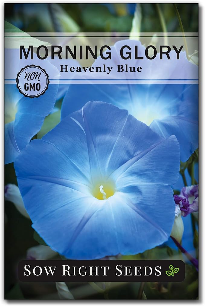 Sow Right Seeds - Heavenly Blue Morning Glory Seeds for Planting - Non-GMO Heirloom Packet with instructions to Grow - Perennial Vining Variety with Delicate Blue Blooms - Beautiful Trailing Decor (1)