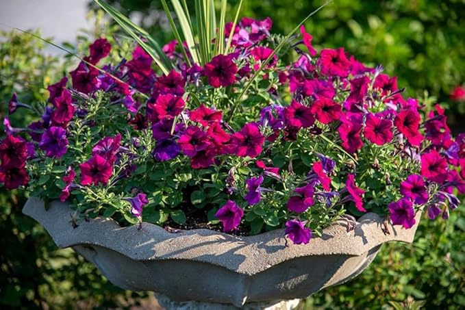 300+ Petunia Balcony Mix Flower Seeds Dwarf Petunia Container Plant Fragrant Colorful Grandiflora Flowers Plant for Garden