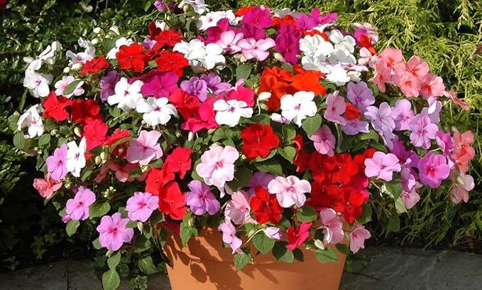 KIRA SEEDS - Seeds Busy Lizzie Mix Balsam - Impatiens walleriana - Perennial Flowers for Planting - GMO Free