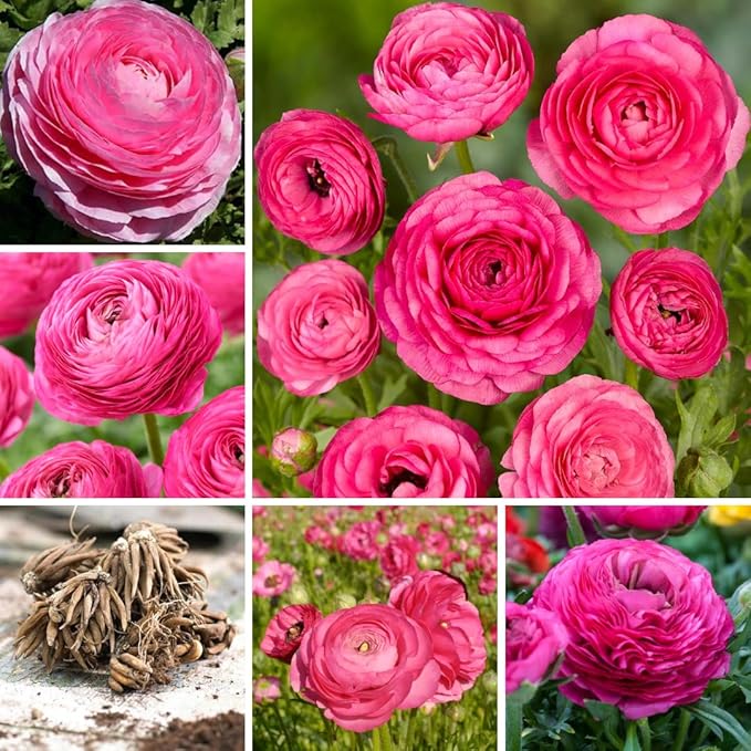 Set 50 Ranunculus Bulbs for Planting, Pink Ranunculus Corms Bulk, Butterfly Ranunculus Flowers Bulbs Spring Fall, Peony Buttercup Ranunculus