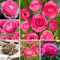 Set 50 Ranunculus Bulbs for Planting, Pink Ranunculus Corms Bulk, Butterfly Ranunculus Flowers Bulbs Spring Fall, Peony Buttercup Ranunculus