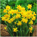 5 Tete a Tete Narcissus Bulbs - Top Size Daffodil Bulbs