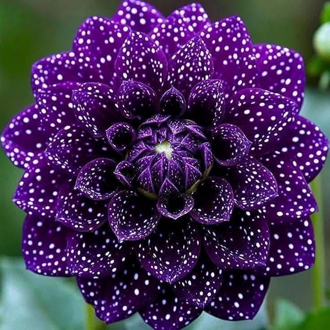 500+ Perennial Dahlia Flower Seeds Exotic Multi-Color Beautiful Dahlia Seeds for Planting Non-GMO Flowers Seeds Garden Outdoor