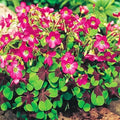 Complete Spring Flower Bulb Garden - 10 Bulbs Tulip/Crocus/Ranunculus Bulbs Continuous Blooms (Spring Color from March Through June) - Large Size Jumbo Bulbs (Iron Cross Oxalis Bulbs)