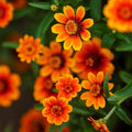 Eden Brothers Zinnia Seeds - Chippendale Daisy, Non-GMO Seeds for Planting, 1 oz | Low-Maintenance Flower Seeds, Plant During Spring, Zones 3, 4, 5, 6, 7, 8, 9, 10