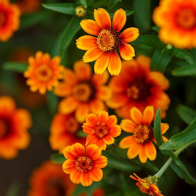 Eden Brothers Zinnia Seeds - Chippendale Daisy, Non-GMO Seeds for Planting, 1 oz | Low-Maintenance Flower Seeds, Plant During Spring, Zones 3, 4, 5, 6, 7, 8, 9, 10