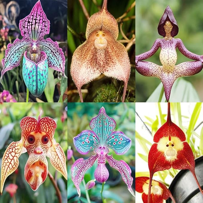 210+ Perennial Monkey Orchid Flower Seeds for Planting-Non-GMO Heirloom Plant Seeds Garden Outdoor