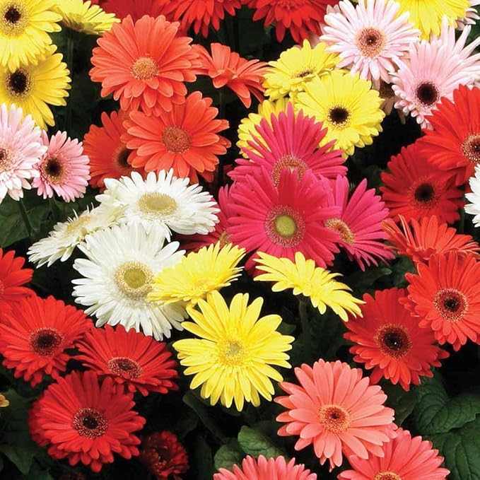 500+ Perennial Gerbera Daisy Flower Plants Seeds for Planting Outdoor-Attracts Bees&Butterflies Fragrant Butterfly