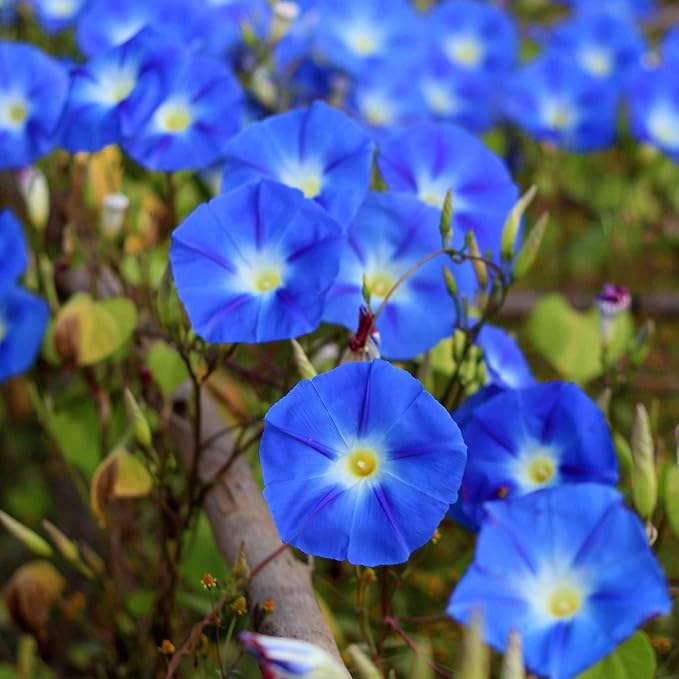 Eden Brothers Morning Glory Seeds - Heavenly Blue, Non-GMO Seeds for Planting, Packet | Low-Maintenance Flower Seeds, Plant During Spring, Zones 1, 2, 3, 4, 5, 6, 7, 8, 9, 10
