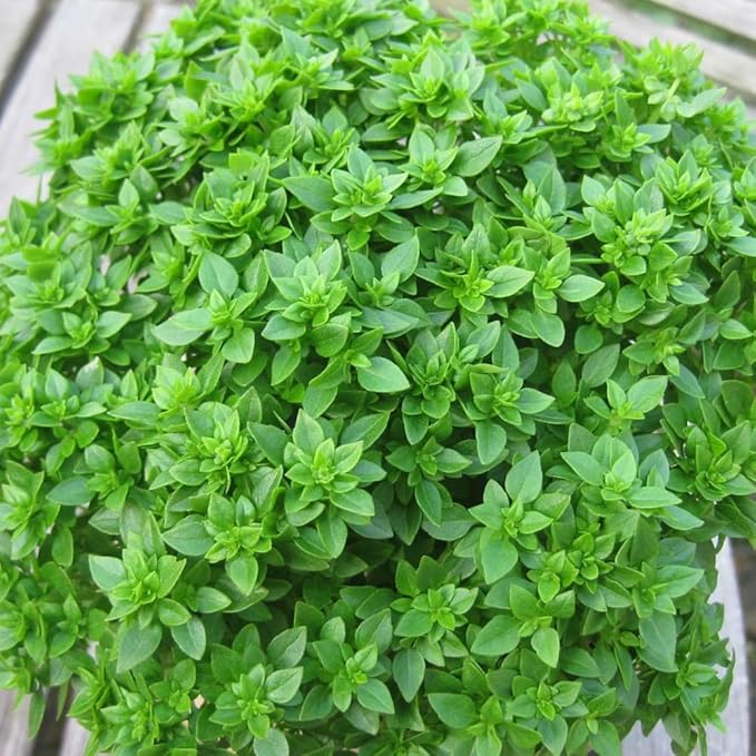 3 Greek Basil Plants Live, 4-7 Inches Tall, Compact Sweet Culinary Herb to Grow, Fragrant Basil Seedlings