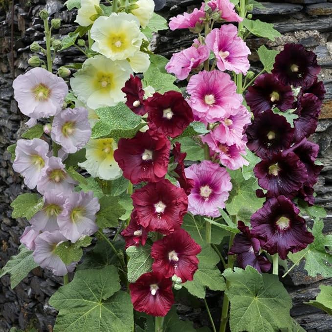 NIKA SEEDS - Seeds Flowers Hollyhock Spring Mix Perennial - 50 Seeds