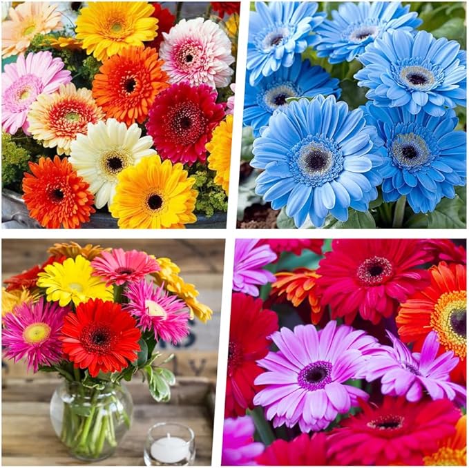 500+ Perennial Gerbera Daisy Flower Plants Seeds for Planting Outdoor-Attracts Bees&Butterflies Fragrant Butterfly