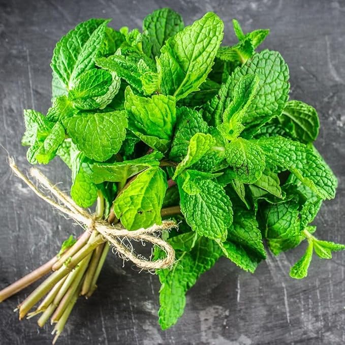CEMEHA SEEDS - Seeds Peppermint Mentha Mint Plant Non GMO Herbs for Planting 1000 Seeds