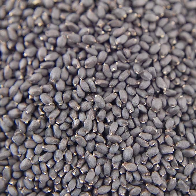 Purple Basil (Dark Opal) Microgreens Seeds - Non-GMO Bulk Seed for Growing Micro Herbs, Indoor Gardening, Herb Garden, Micro Greens (4 Oz)