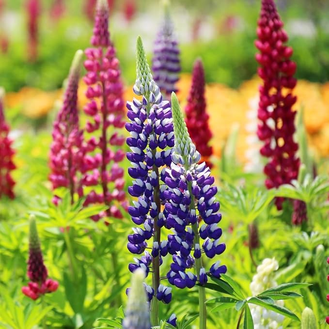 Seeds Lupin Giant Mix/Perennial Flowers