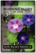 Sow Right Seeds - Tall Mixed Morning Glory Seeds for Planting - Non-GMO Heirloom Packet with Instructions to Grow - Perennial Vining Variety with Multi Color Blooms - Beautiful Trailing Decor (1)