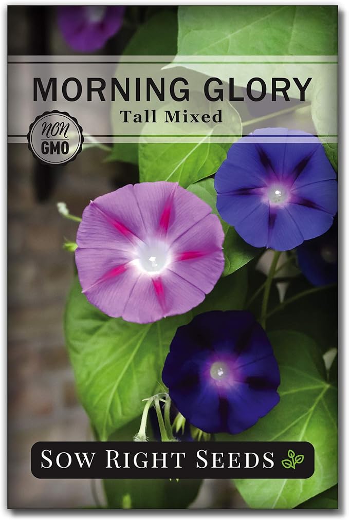 Sow Right Seeds - Tall Mixed Morning Glory Seeds for Planting - Non-GMO Heirloom Packet with Instructions to Grow - Perennial Vining Variety with Multi Color Blooms - Beautiful Trailing Decor (1)