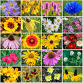 Grow Your Own Vibrant Annual and Perennial Wildflower Garden Seeds Mixture, Varieties for Pollinators and Spring Gardens - Midwest Regional Mix, 10 lbs