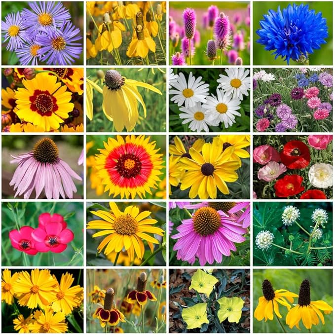 Grow Your Own Vibrant Annual and Perennial Wildflower Garden Seeds Mixture, Varieties for Pollinators and Spring Gardens - Midwest Regional Mix, 50 lbs